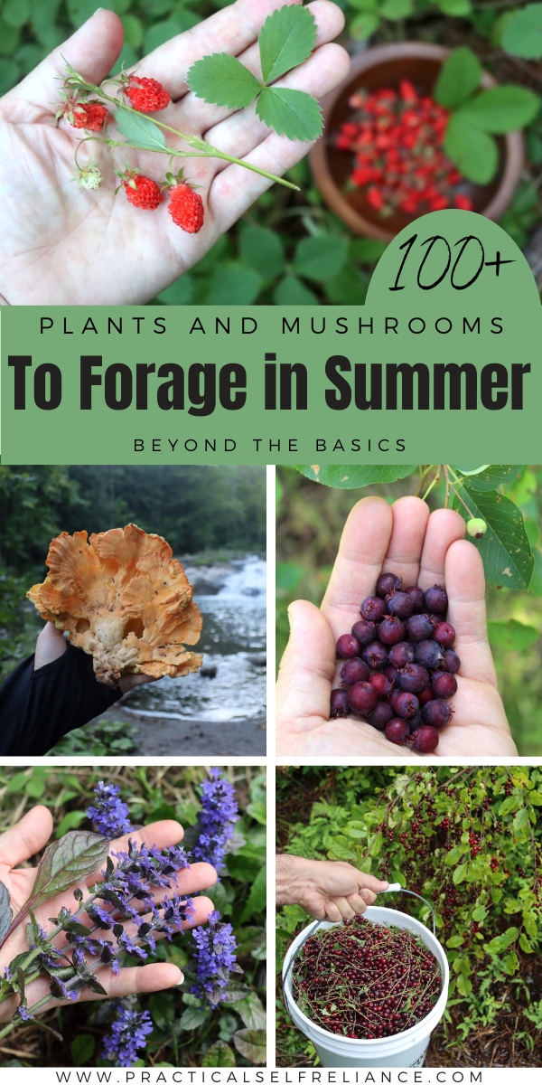 Summer Foraging List