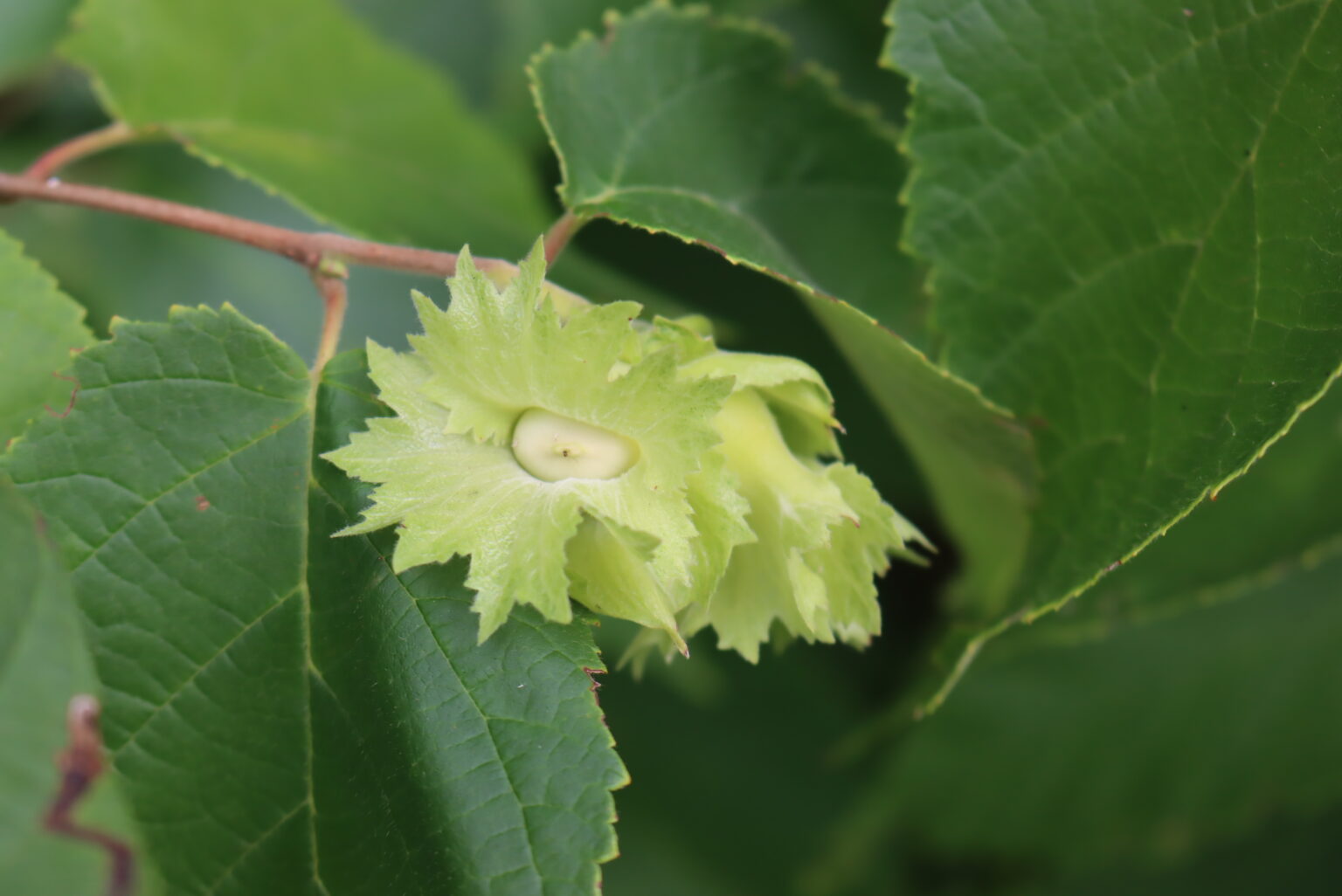 Unripe Hazelnuts