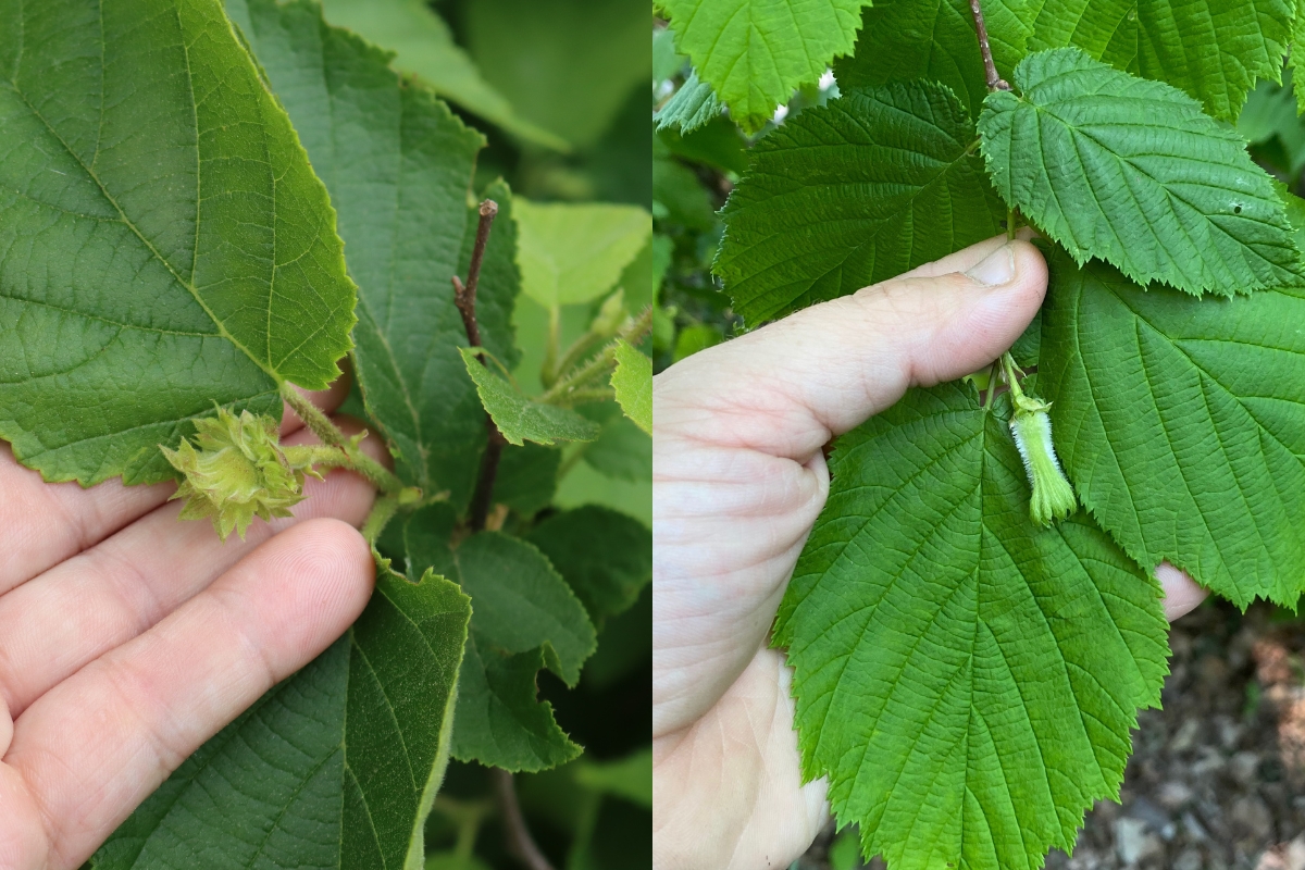 Very young American Hazelnut (left) and Beaked Hazelnut (right) developing in late May in Vermont