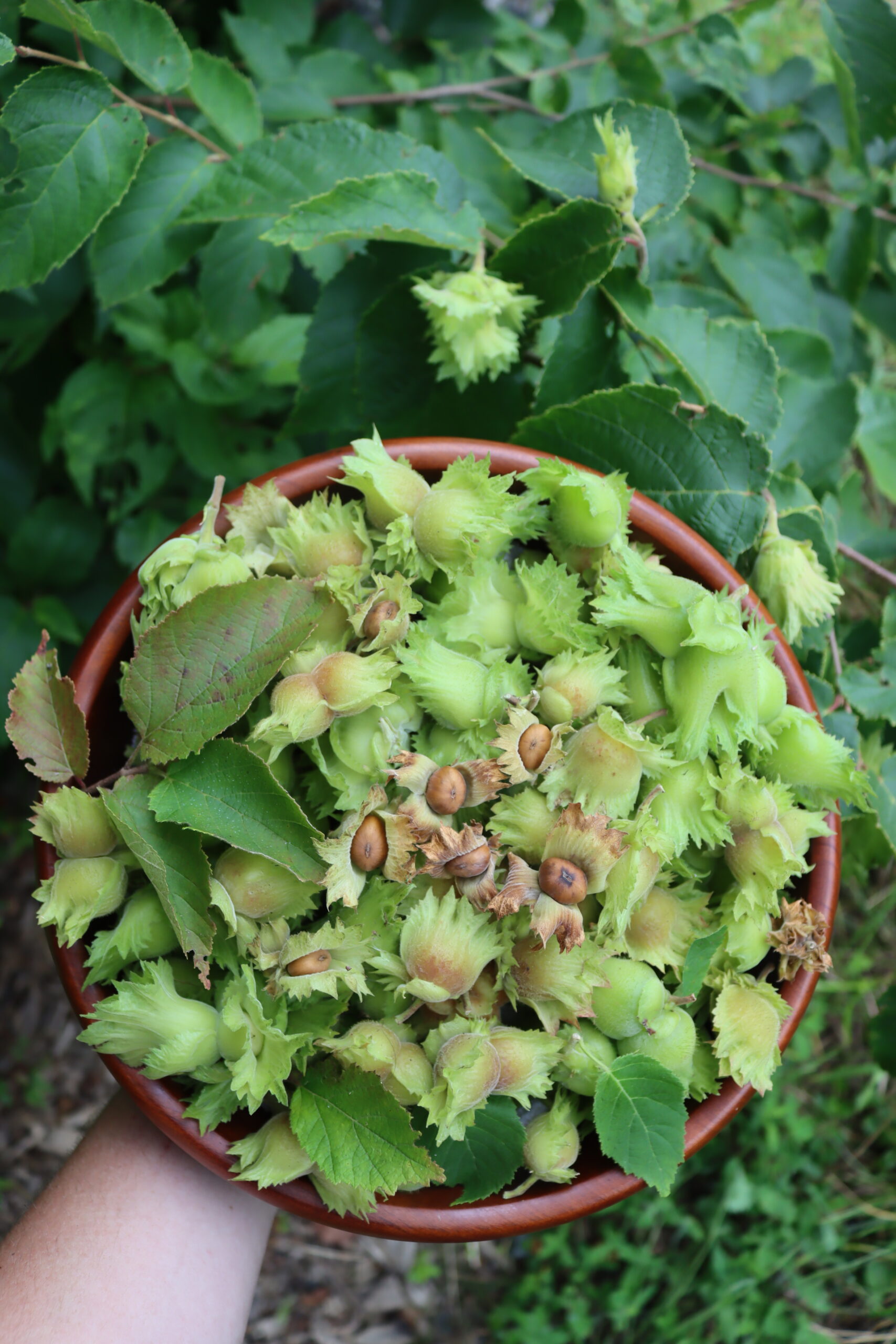 Wild Hazelnuts
