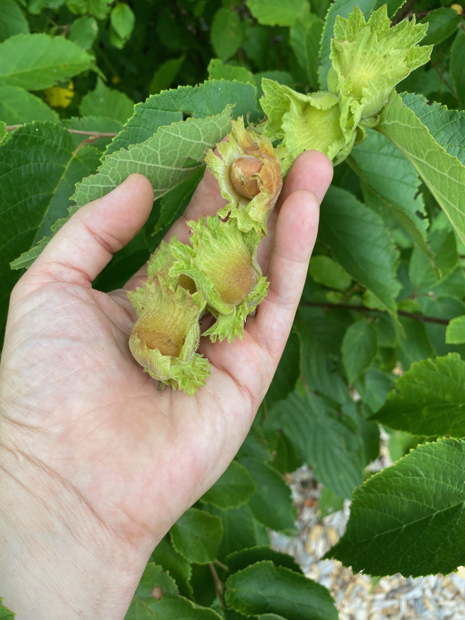 Wild Hazelnuts