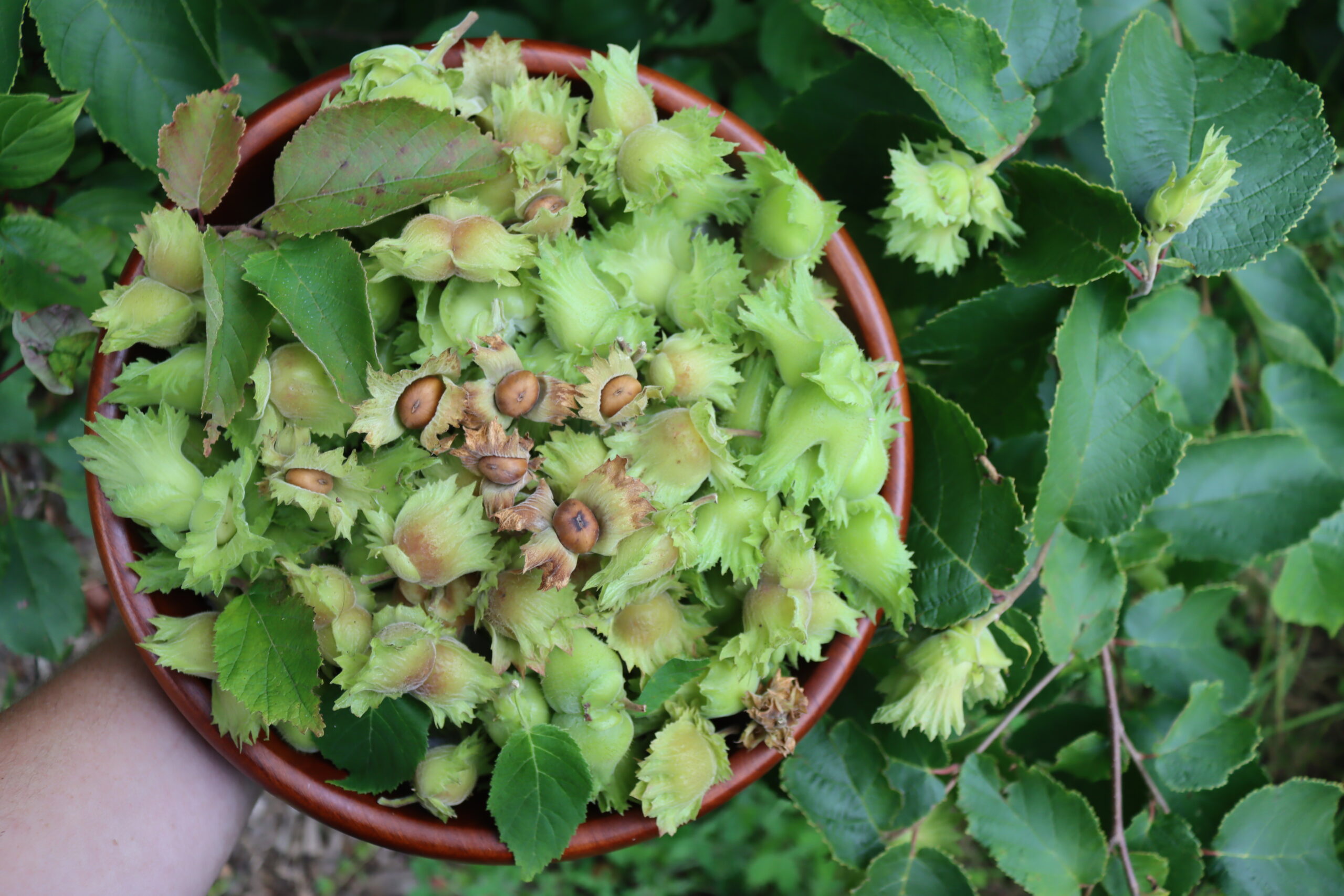 Wild Hazelnuts