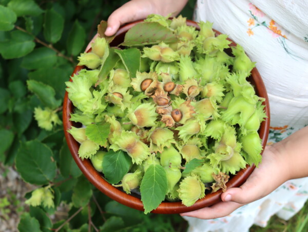 Foraging Wild Hazelnuts