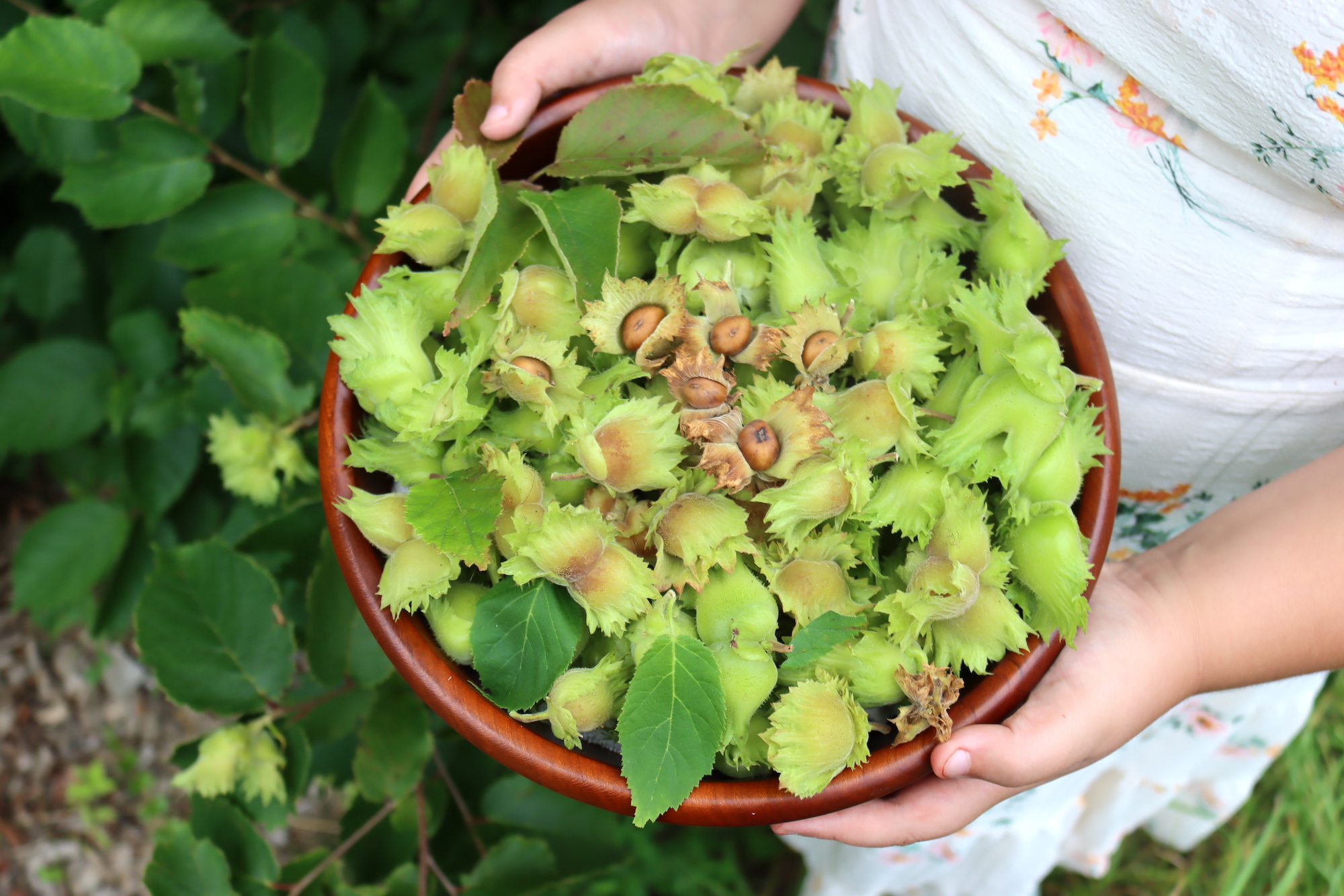 Wild Hazelnuts