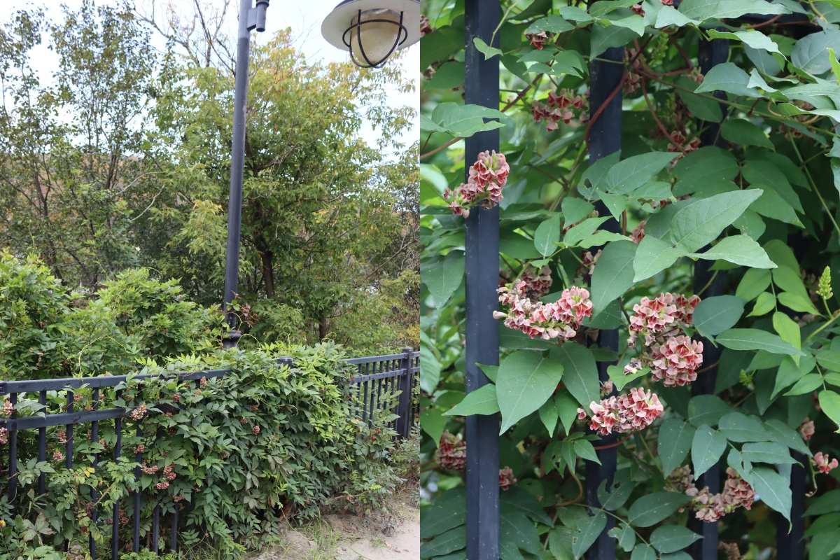 Wild Hopniss in Urban Area