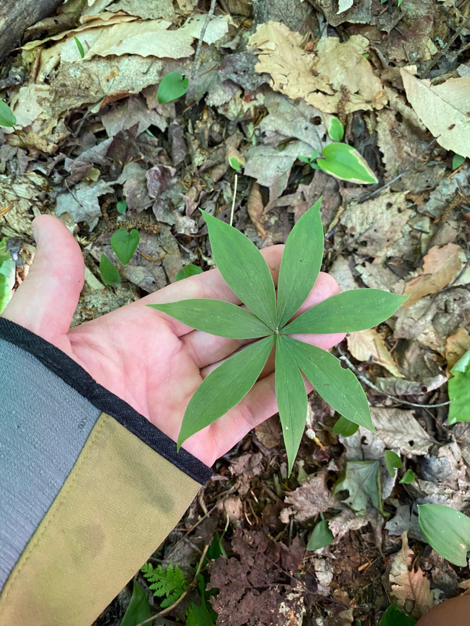 Young Indian Cucumber Root Leaves