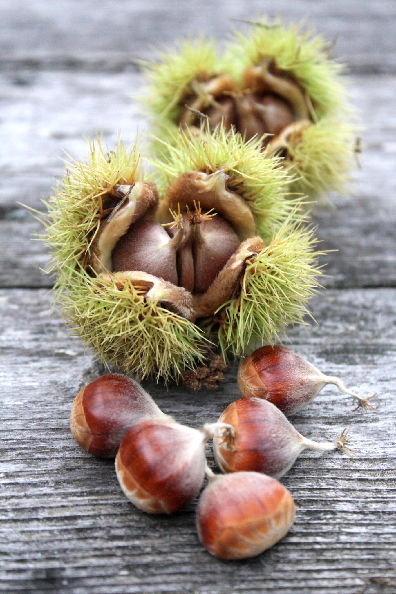 Wild Chestnut Harvest