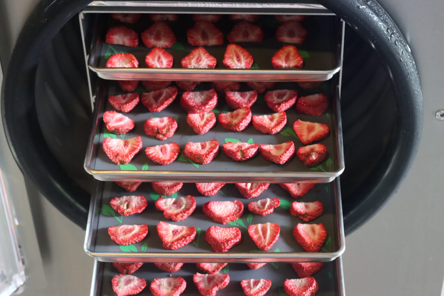 Freeze Drying Strawberries