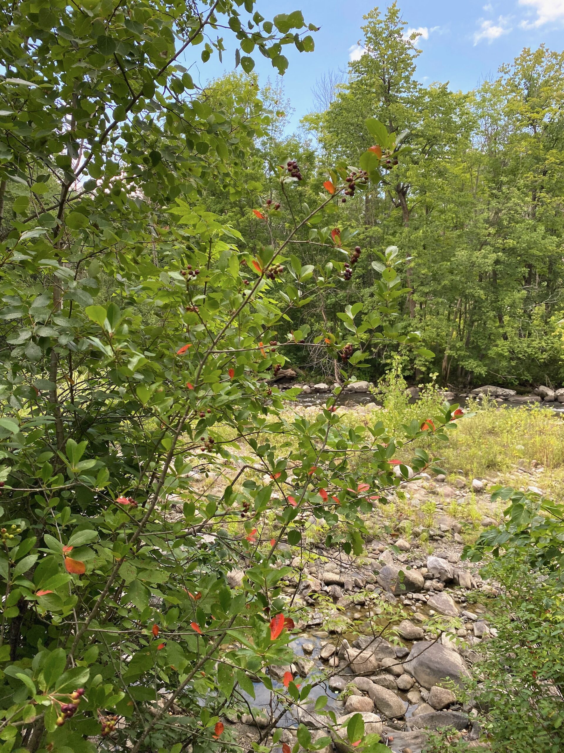 Aronia By The River