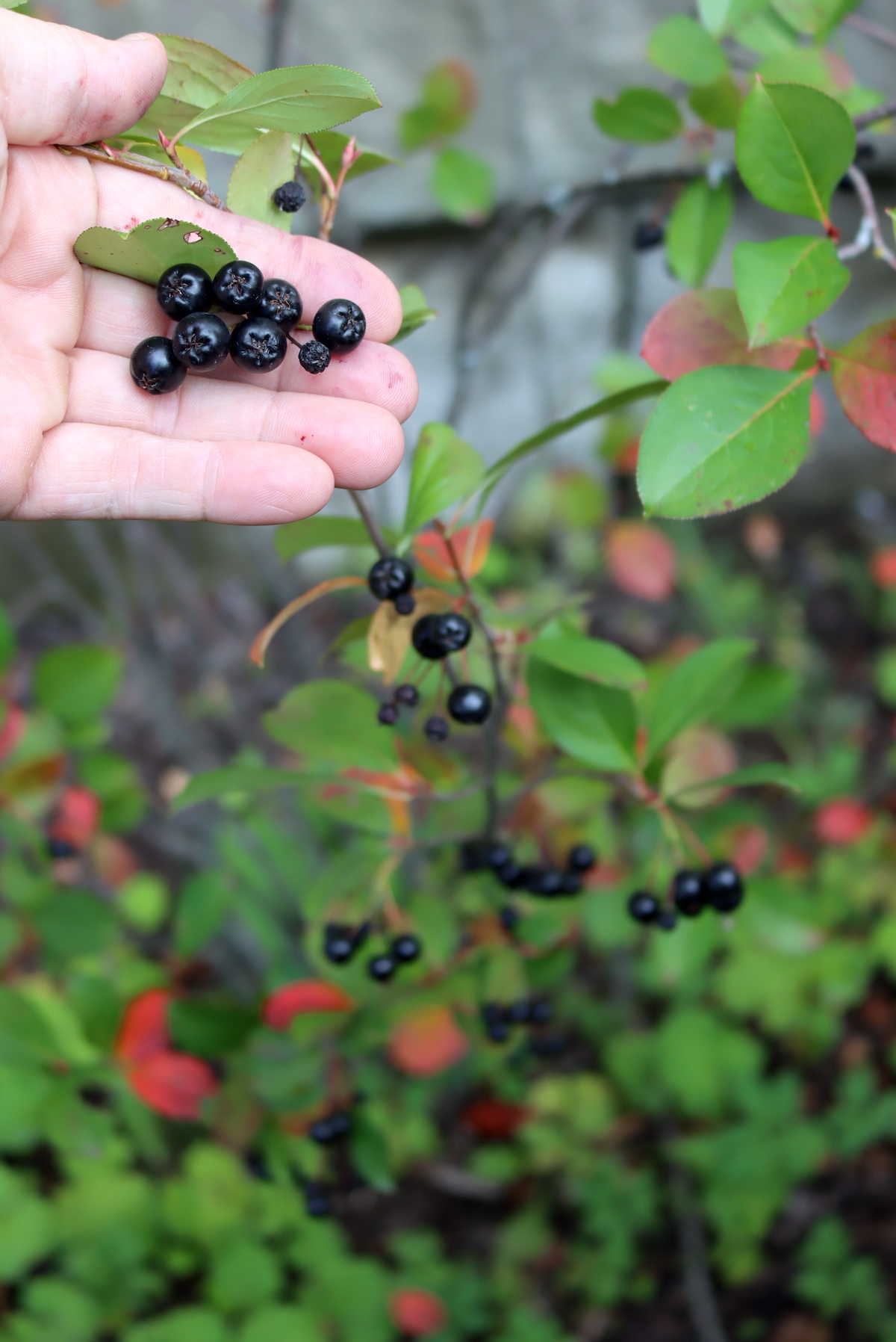 Aronia Fruit Identification