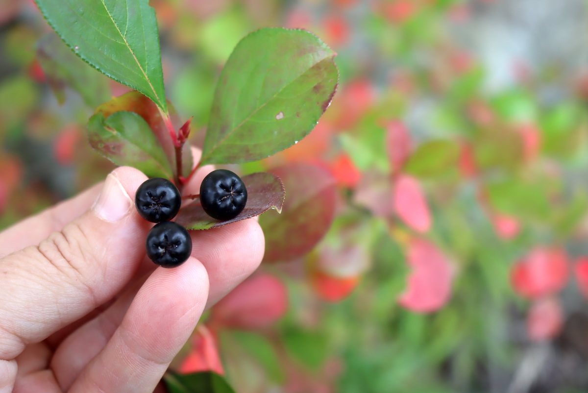 Aronia Fruit Identification