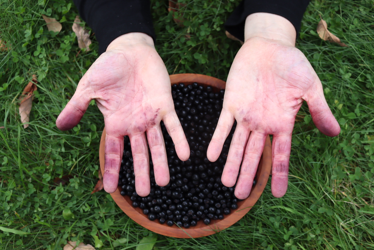 Aronia Stained Hands