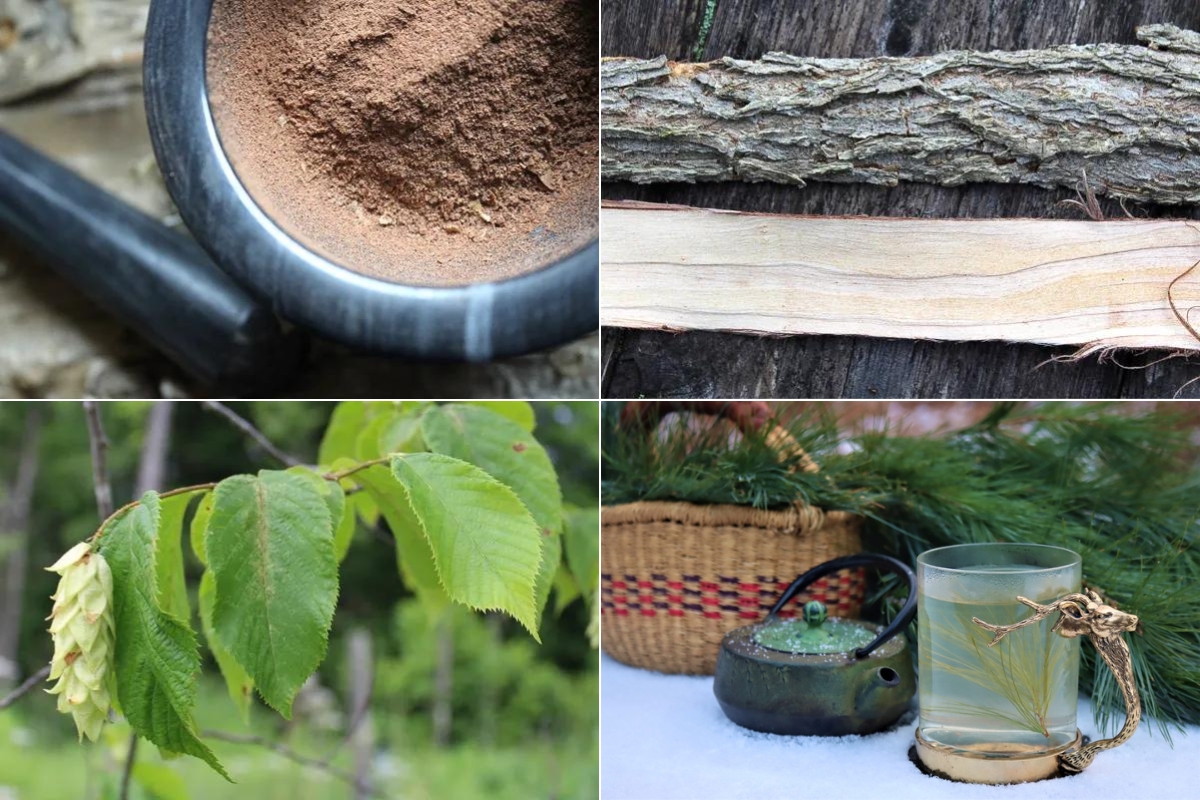 Autumn Edible Wild Trees