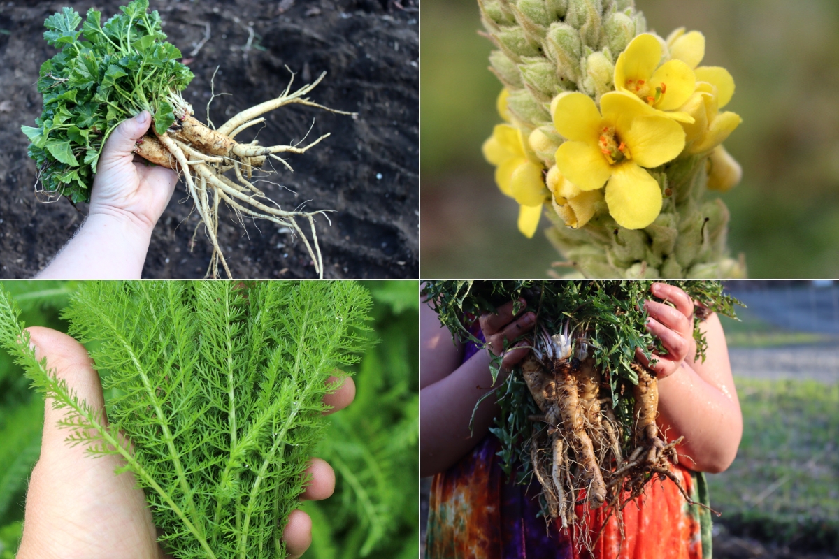 Autumn Medicinal Plants