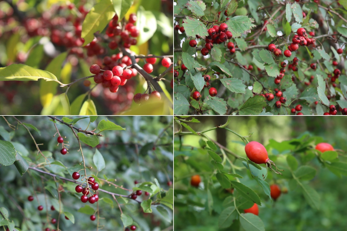 Autumn Season Wild Fruit
