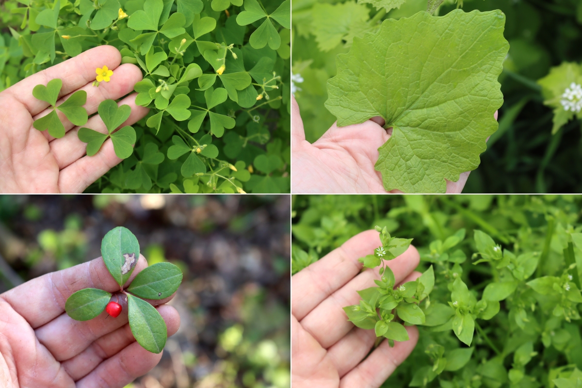 Autumn Wild Greens