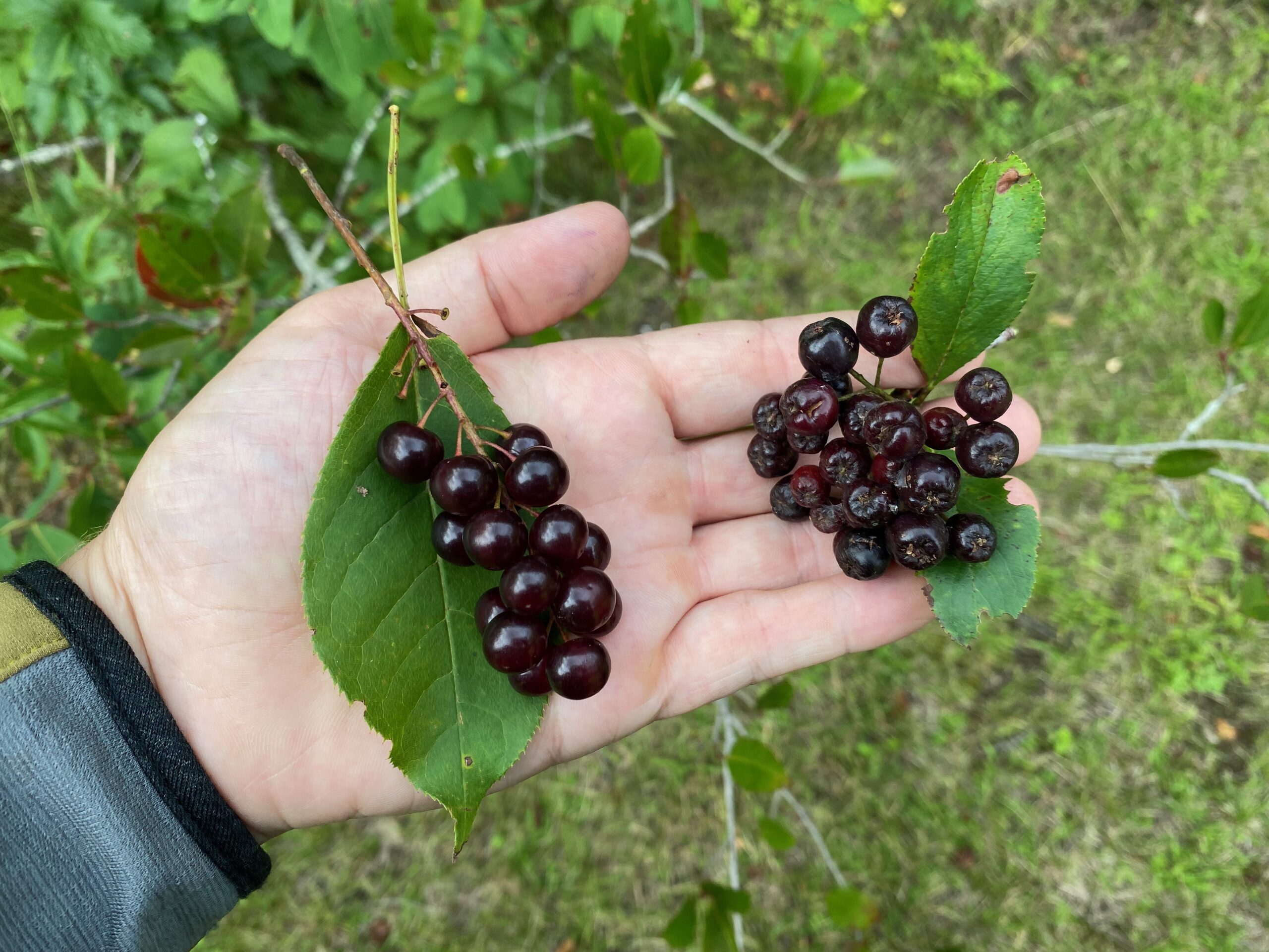 Chokecherry and Aronia.