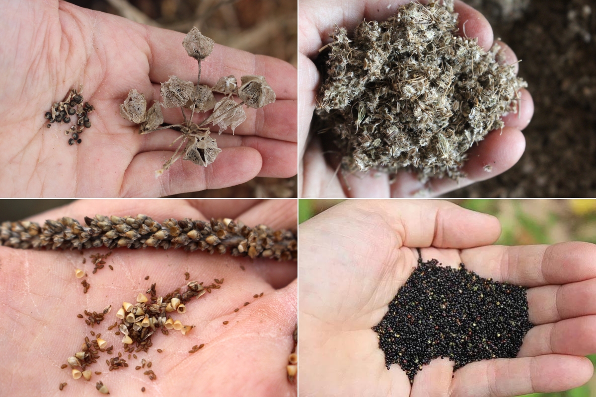 Edible Wild Seeds and Grains for Autumn Foraging. Clockwise from top left: Mallow Seed, Queen Anne's Lace Seed, Lamb's quarter Seed (or wild quinoa) and plantain seed.