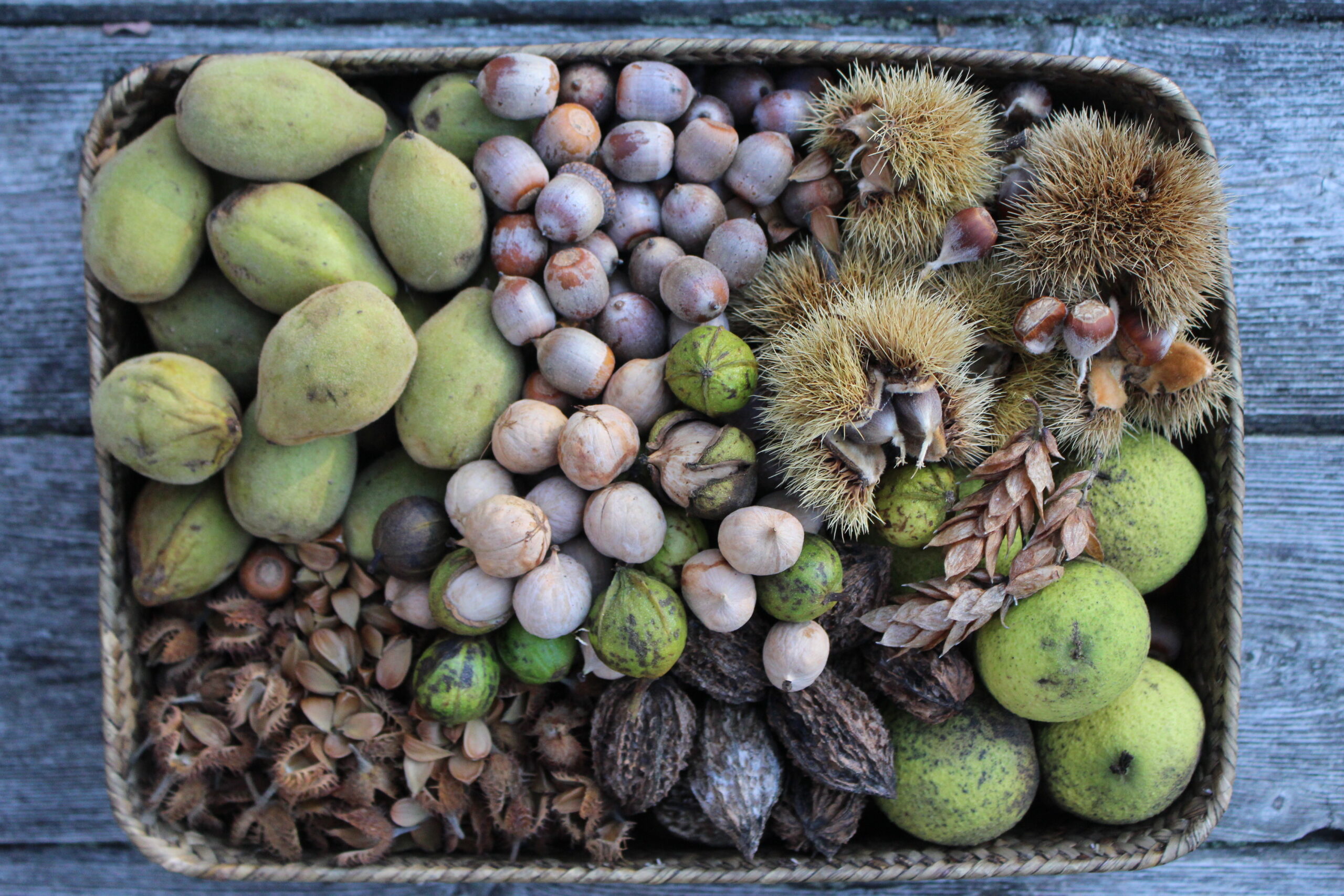 Fall Nut Foraging