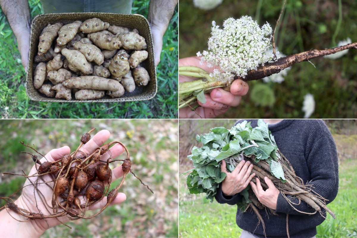 Fall Root Foraging