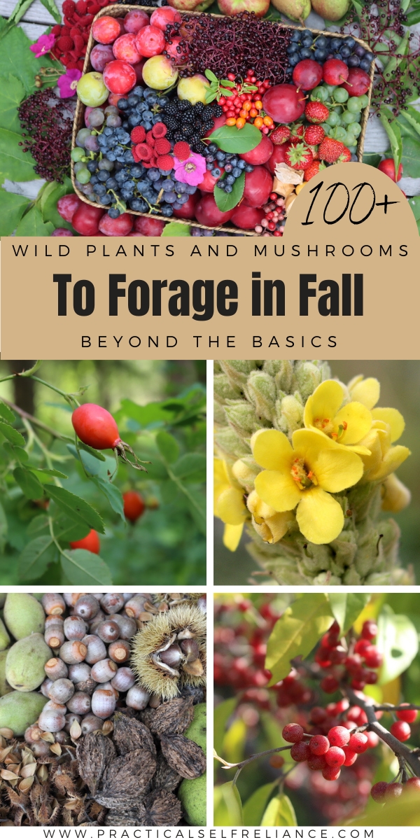 Things to Forage in Autumn