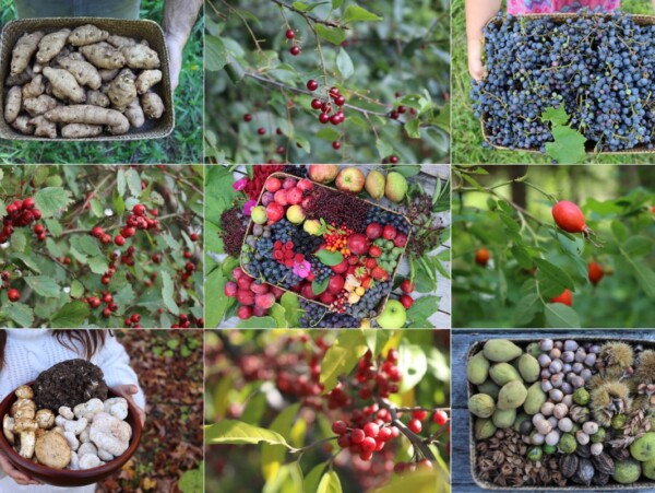 Things to Forage in Fall