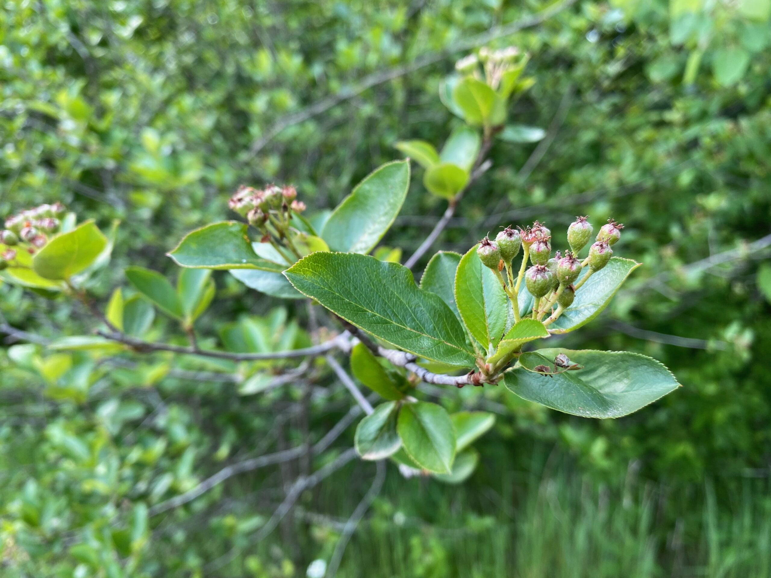 Unripe Aronia Fruit in Mid-Summer