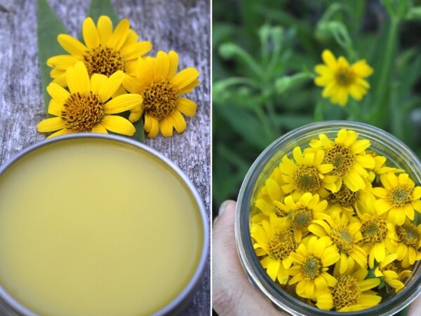 Arnica Salve Recipe