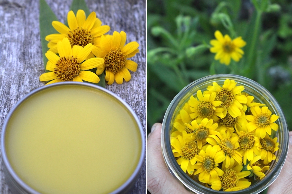 Arnica Salve Recipe