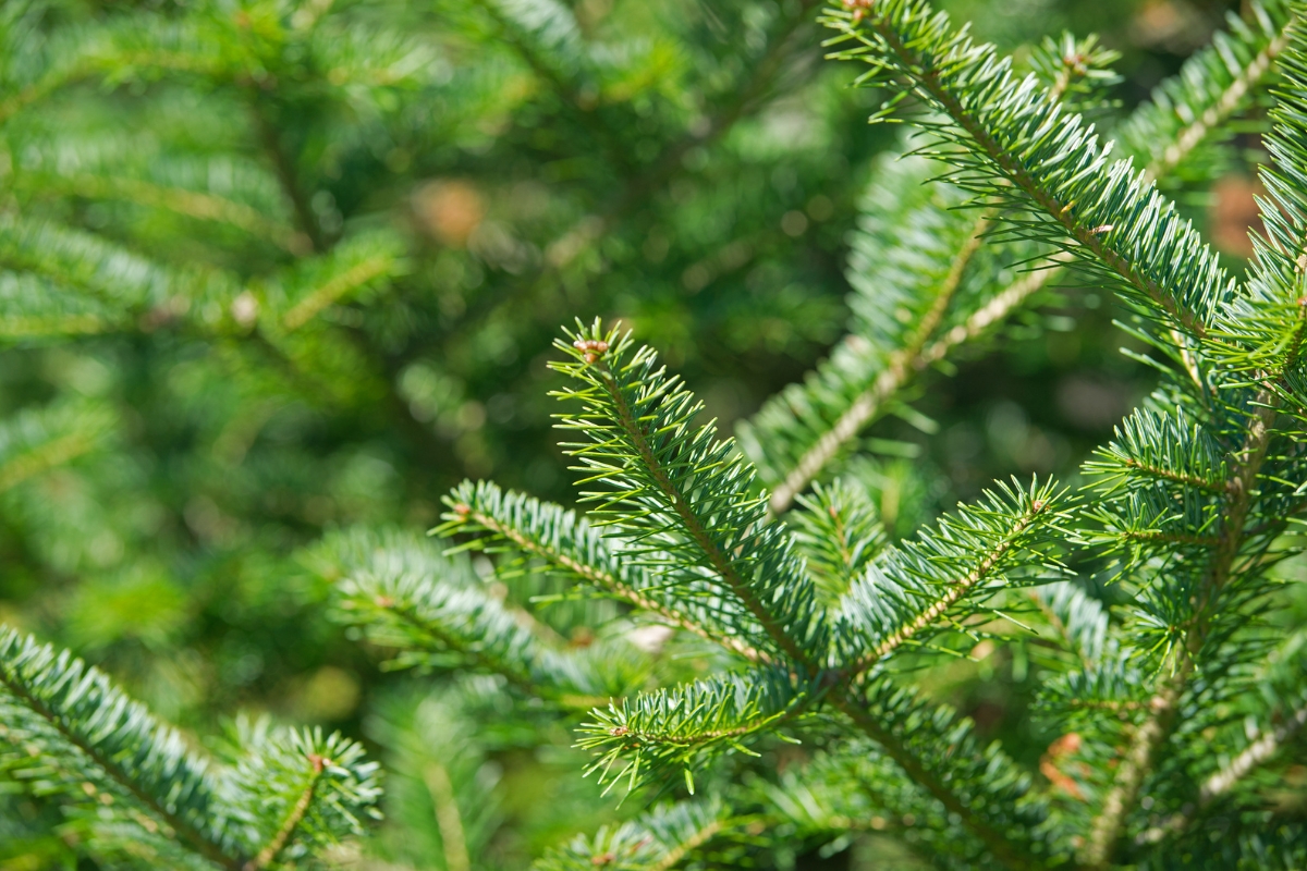 Balsam Fir (Abies balsamea)