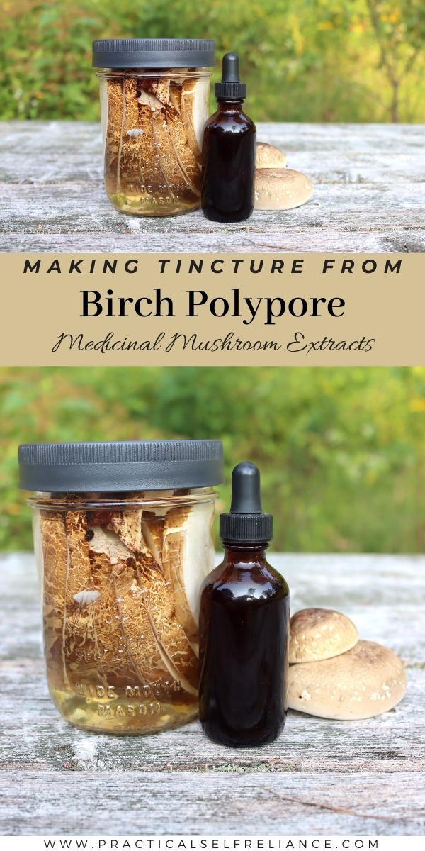 Birch Polypore Tincture Recipe