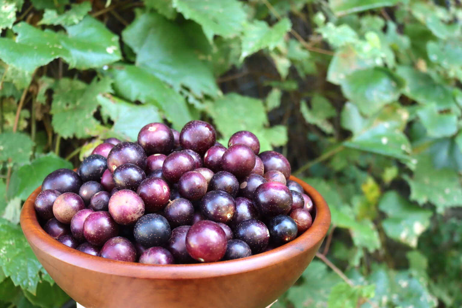 Bowl of Red Muscadines