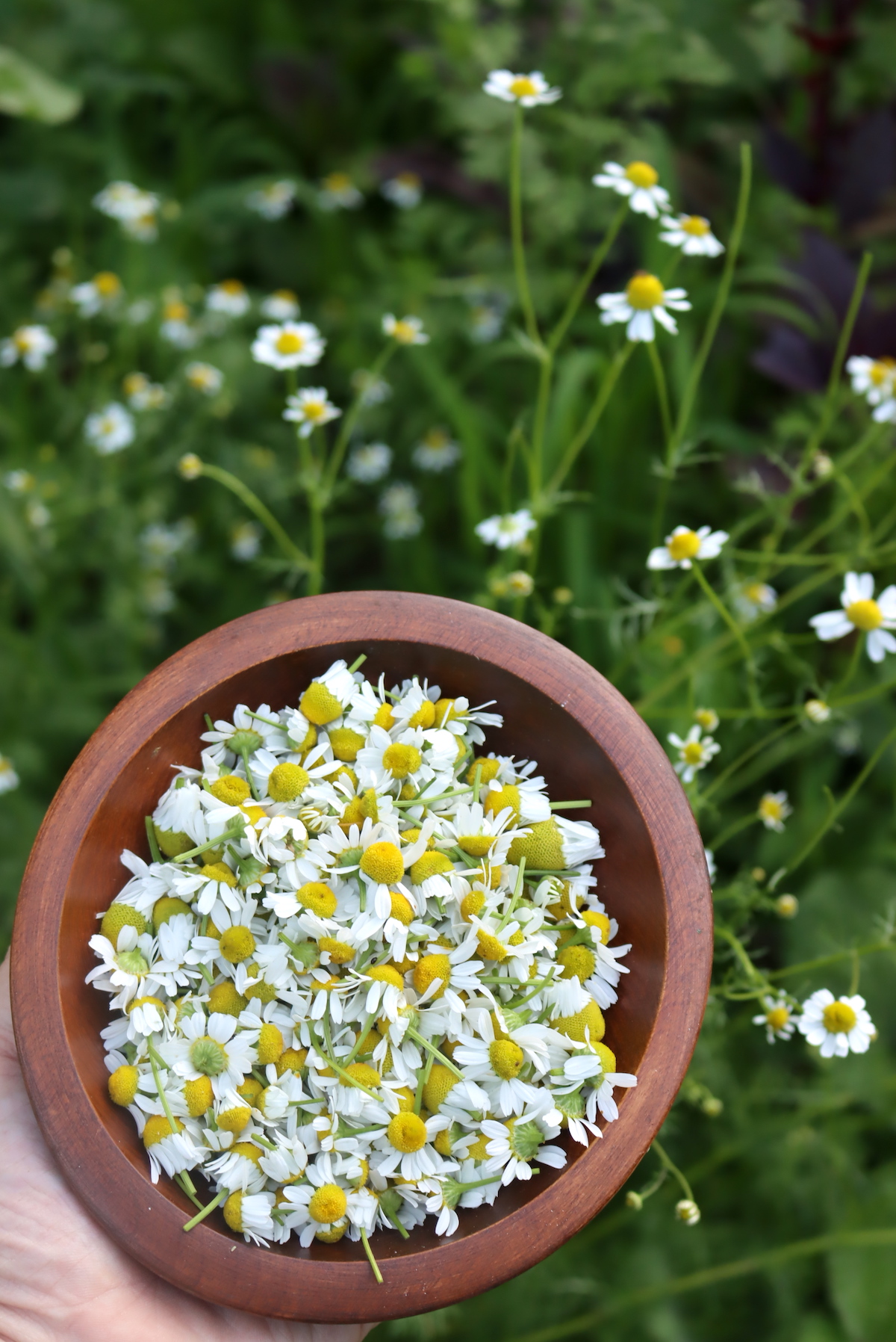 Chamomile