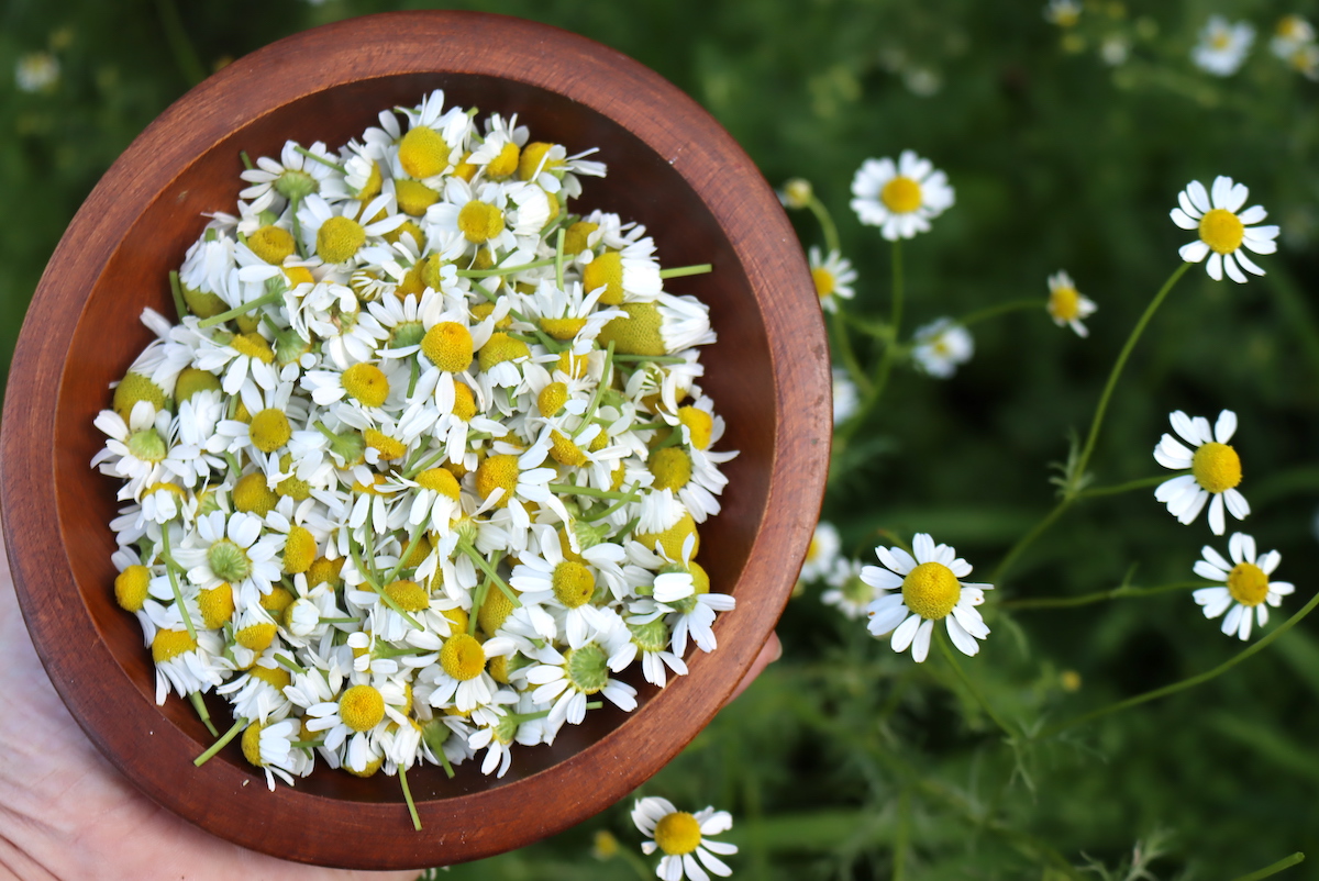 Chamomile