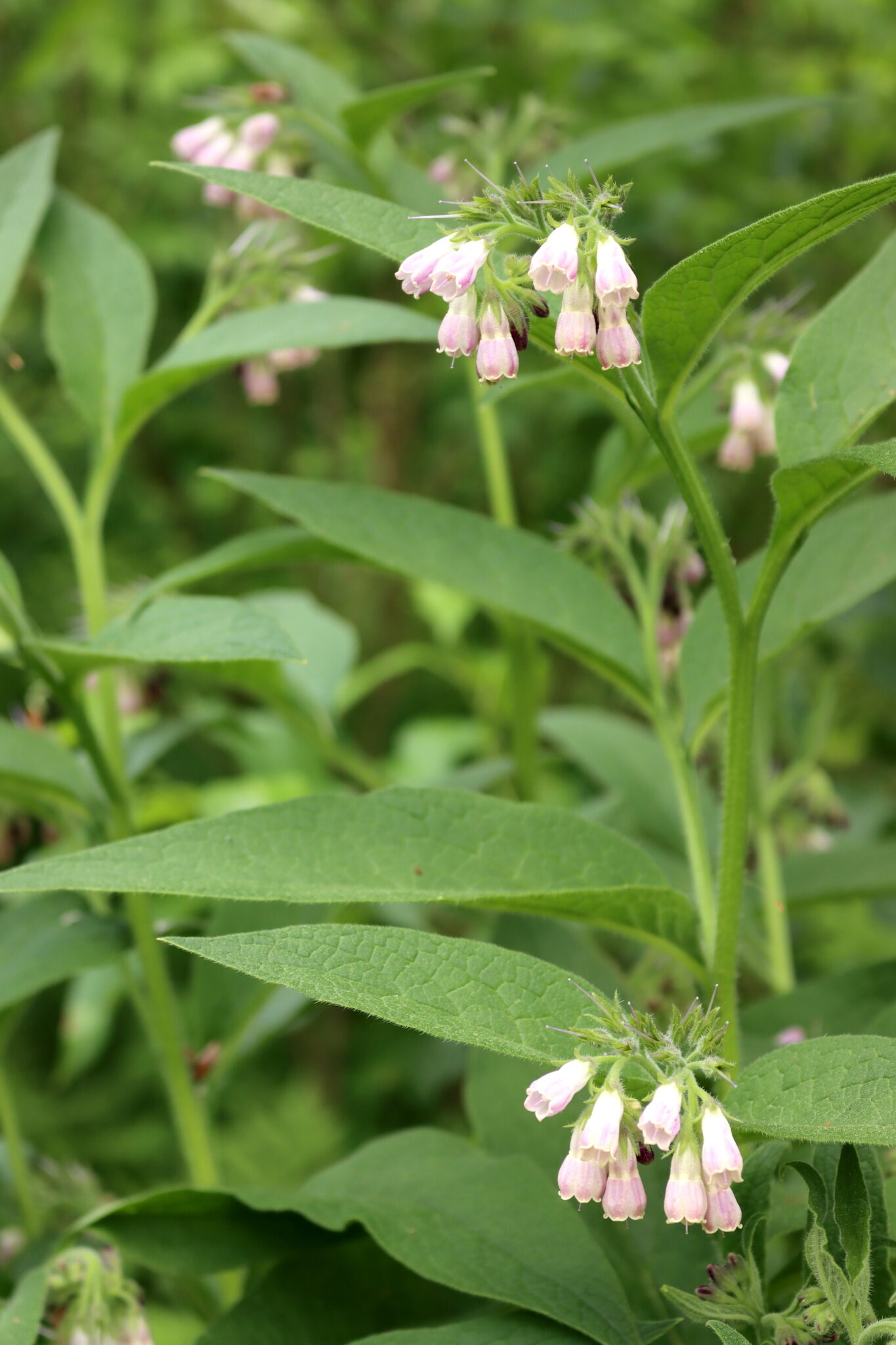 Comfrey Flowers