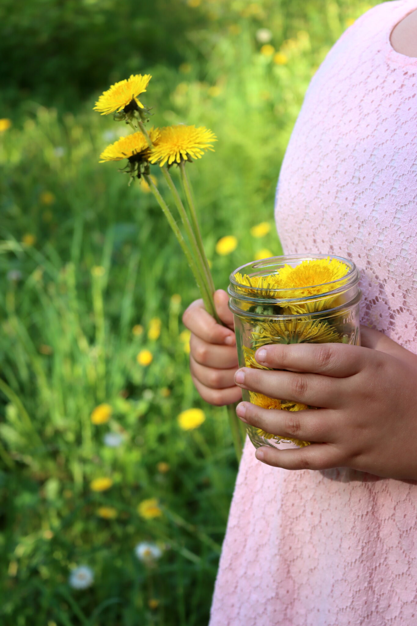 Dandelion Harvest