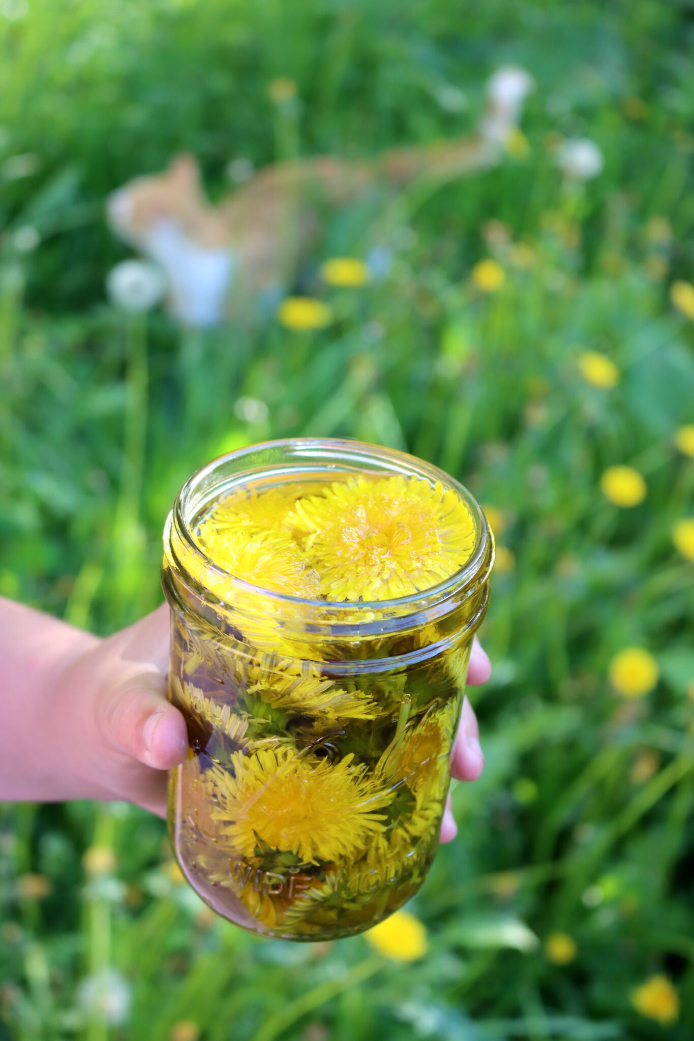 Dandelion Infused Oil