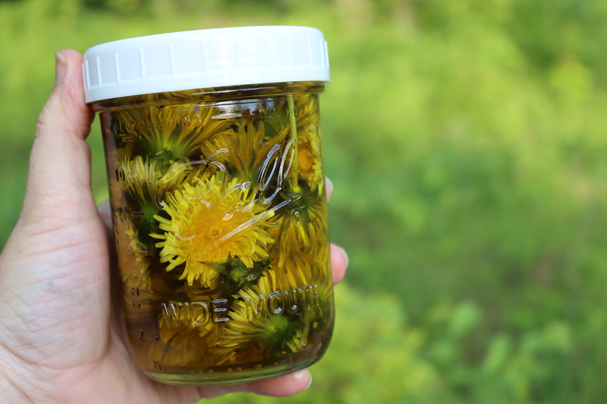 Dandelion Oil Infusing