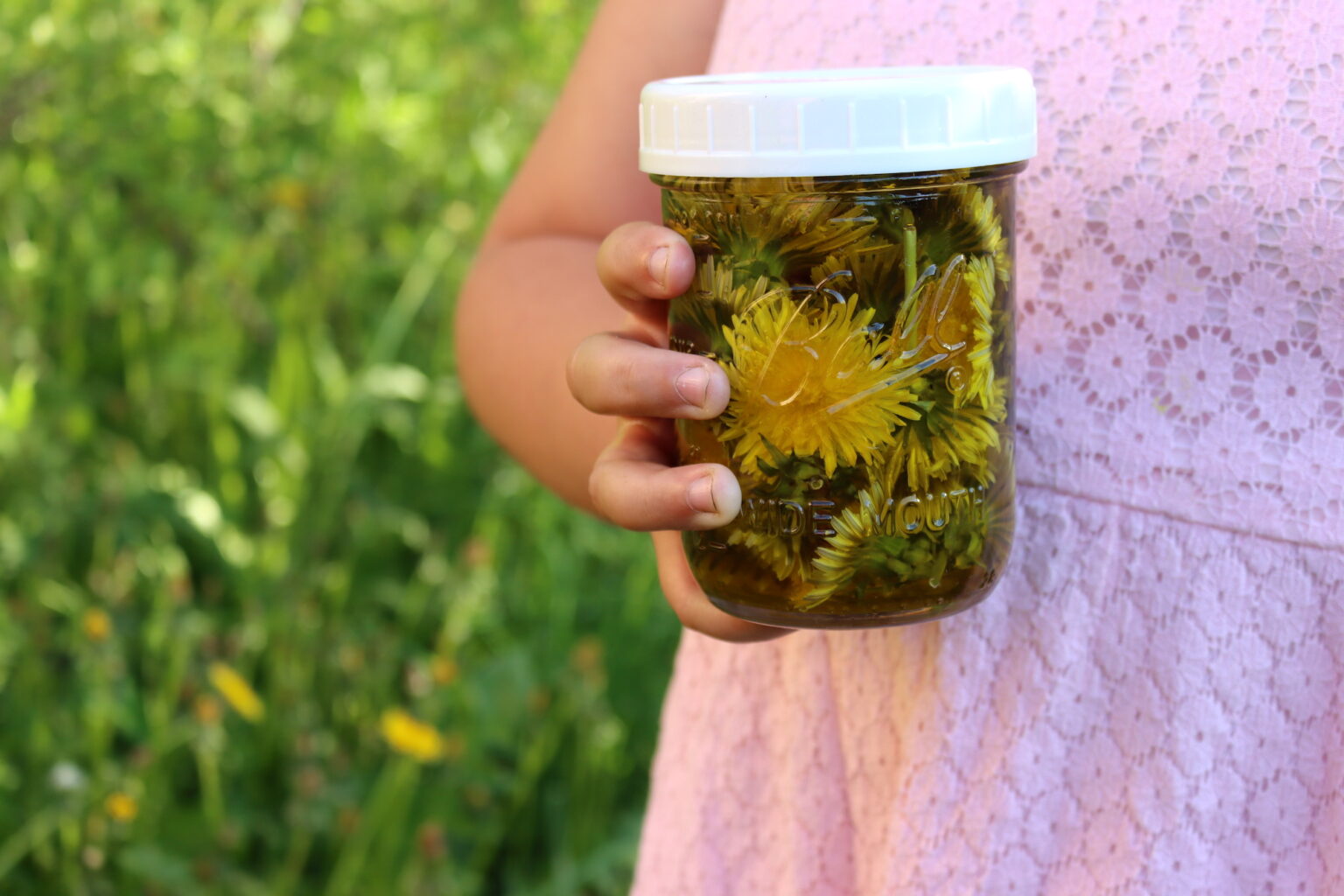 Dandelion Oil Infusing
