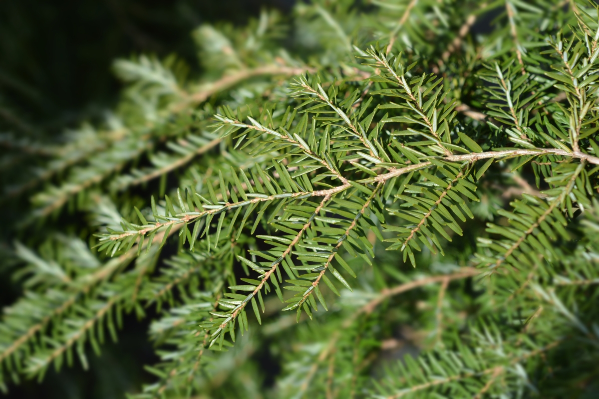 Eastern Hemlock (Tsuga canadensis)