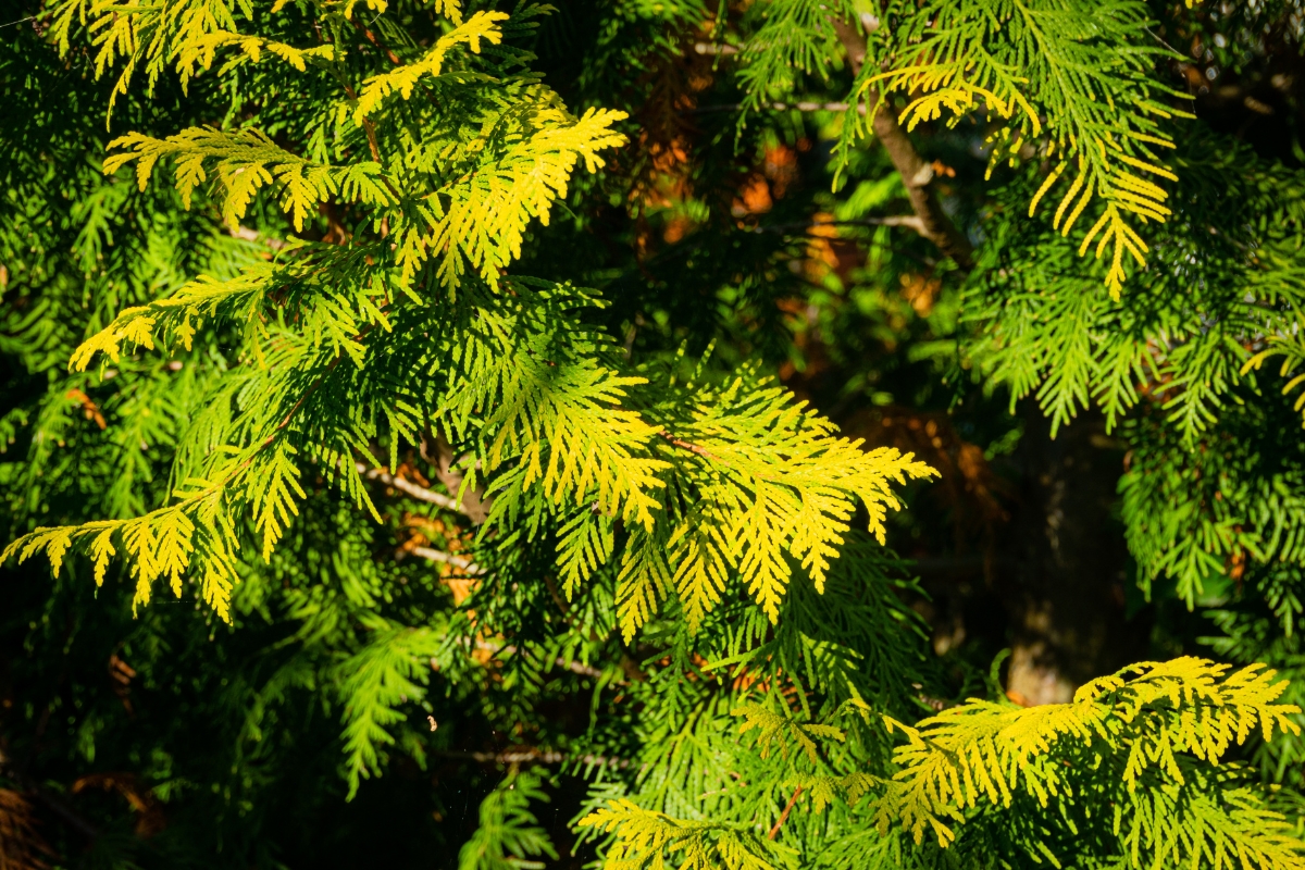 Eastern White Cedar (Thuja occidentalis)