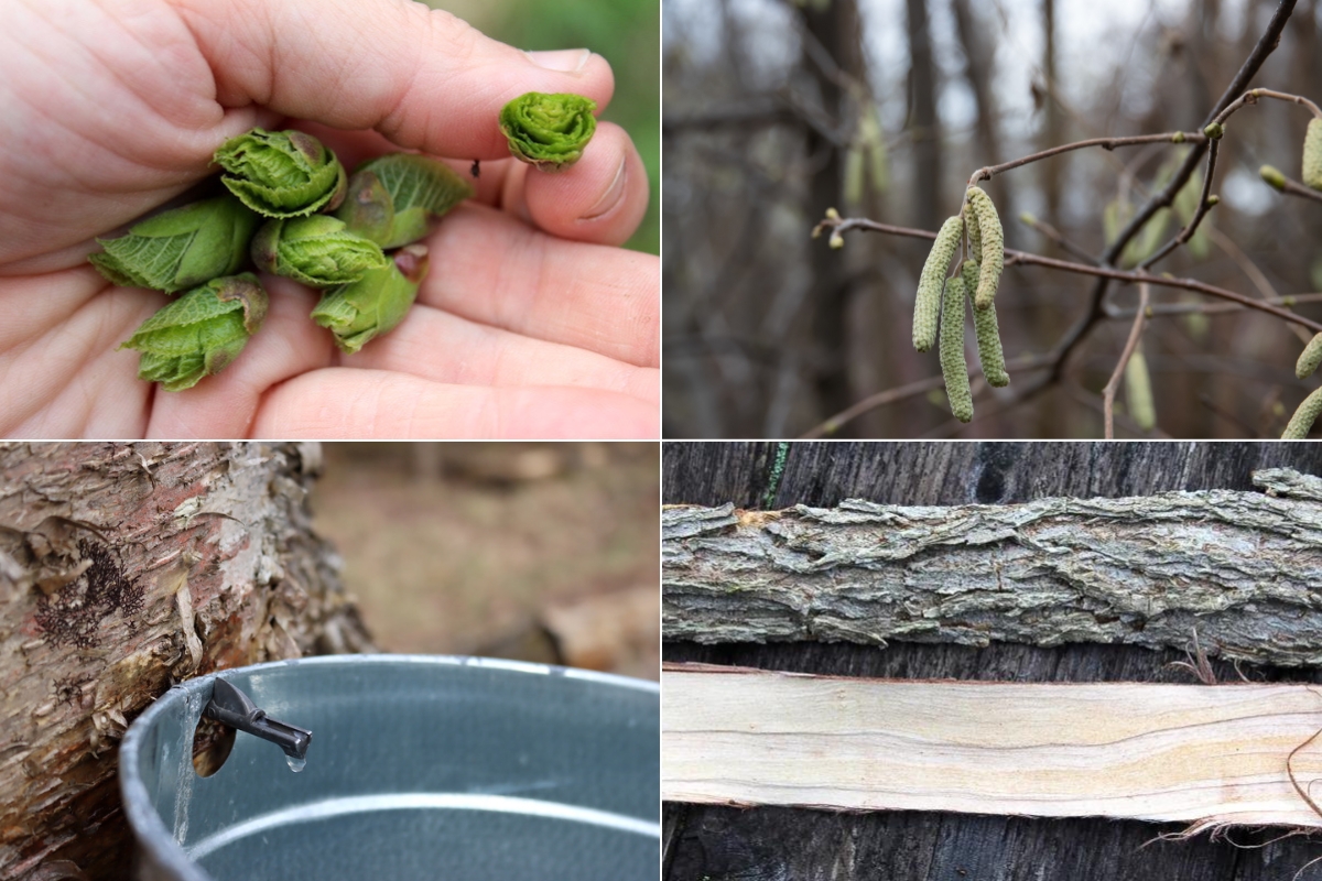 Edible Tree Parts