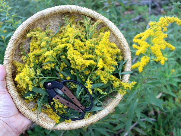 Foraging Goldenrod