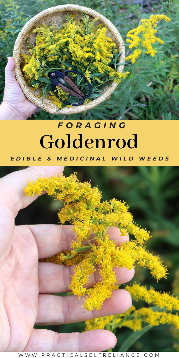 Foraging Goldenrod Plants