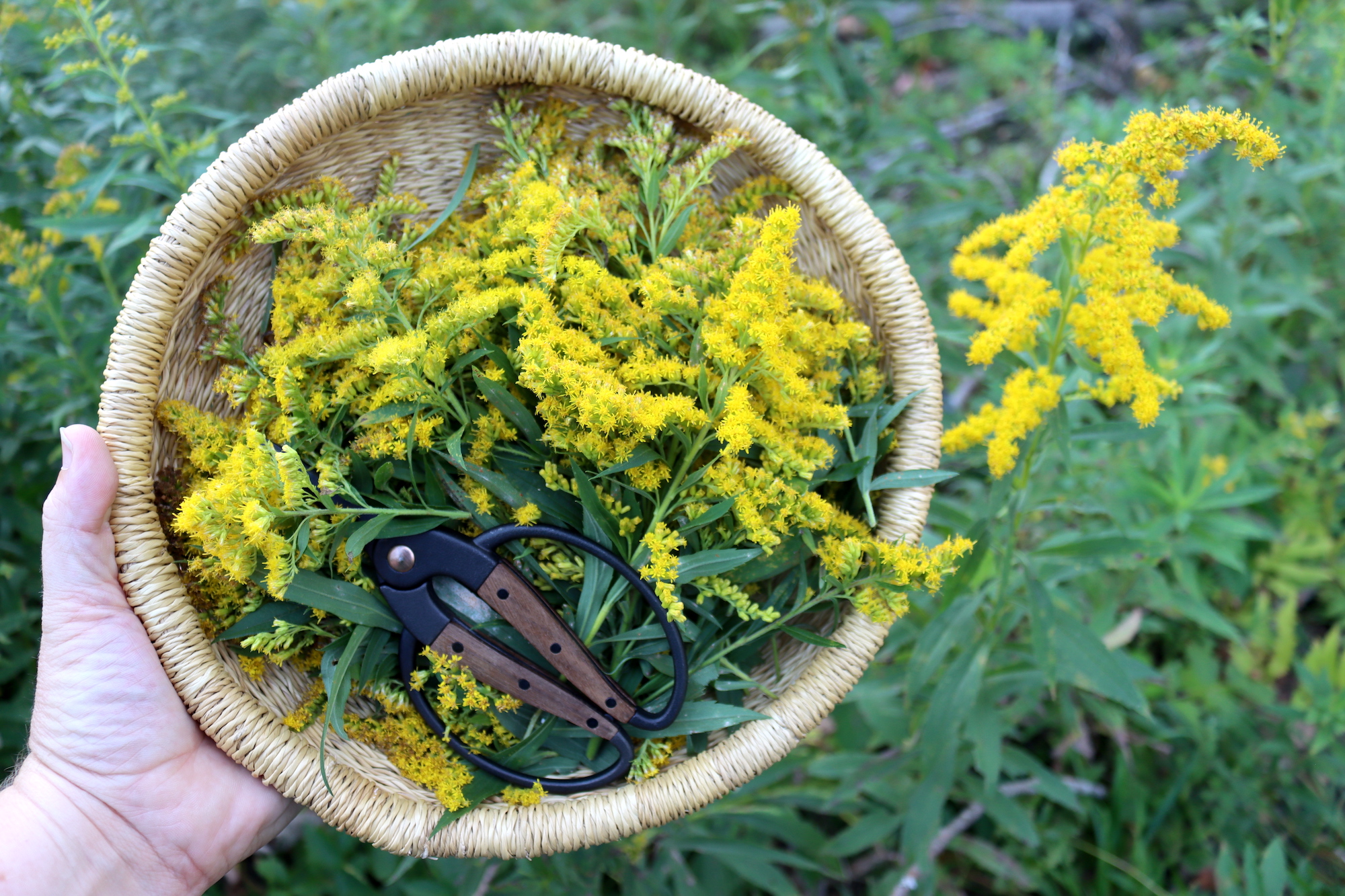 Foraging Goldenrod