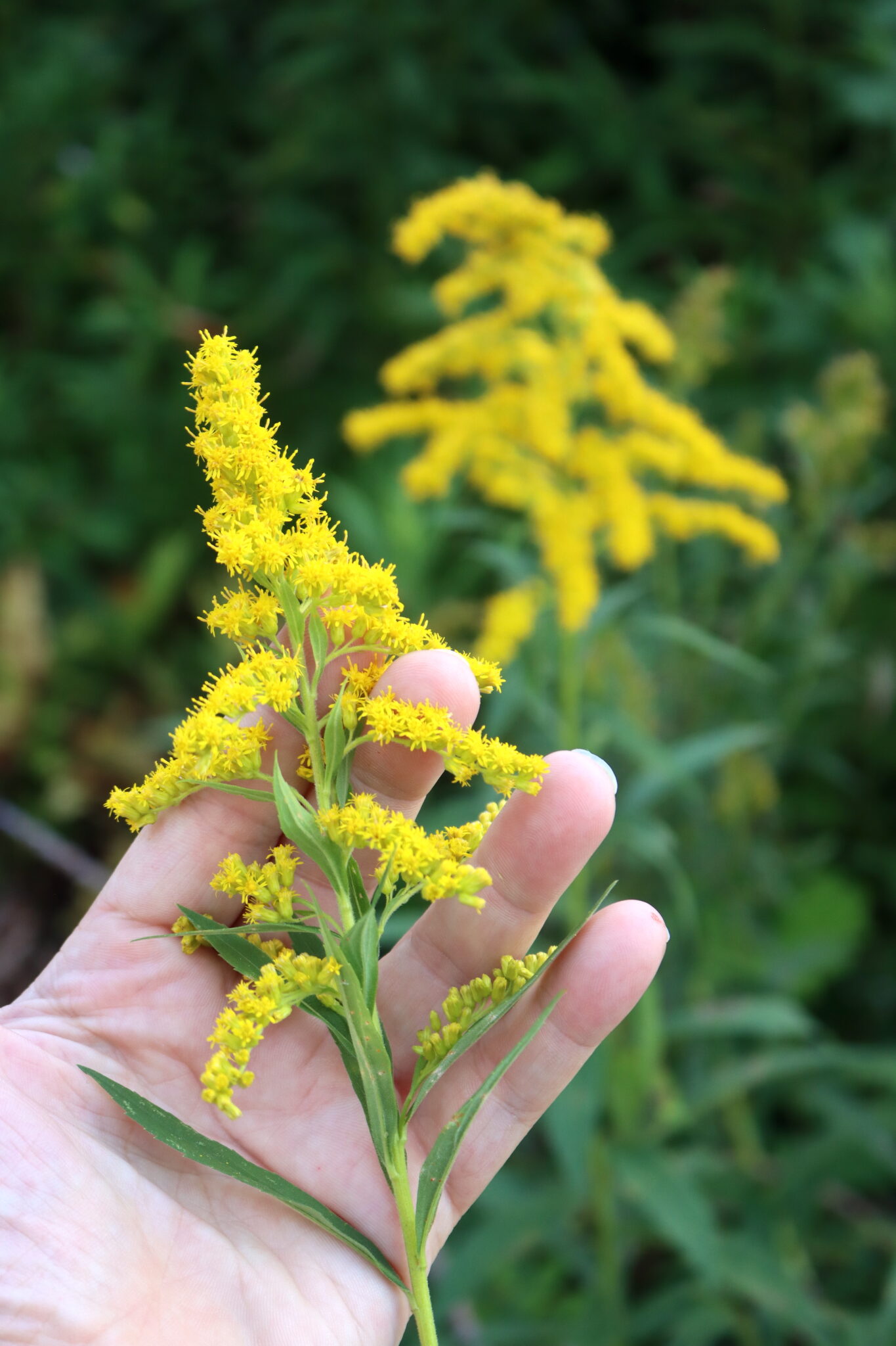 Goldenrod Flowers