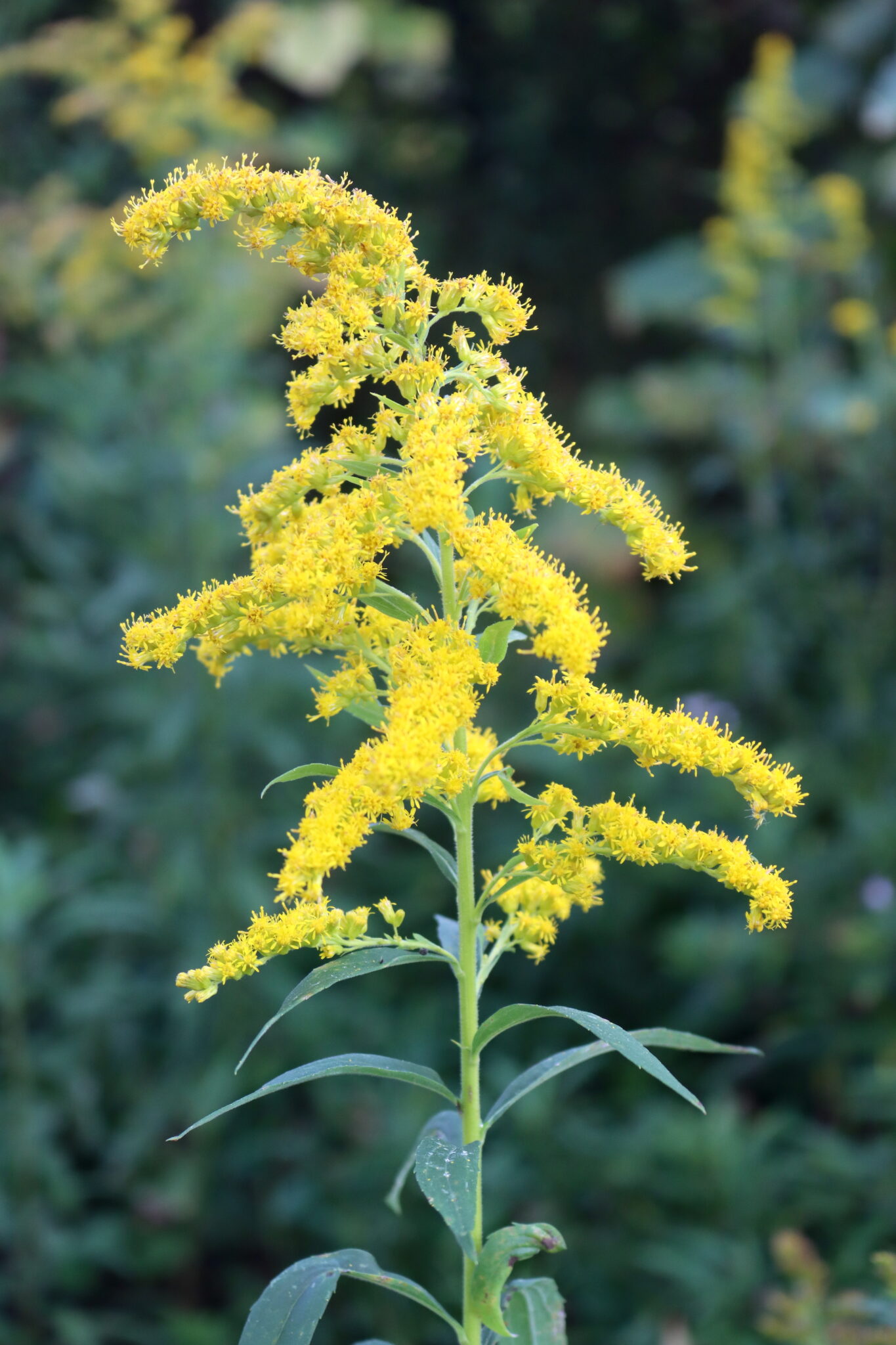 Goldenrod