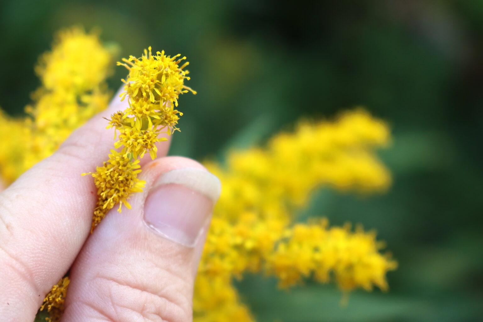 Goldenrod Flowers