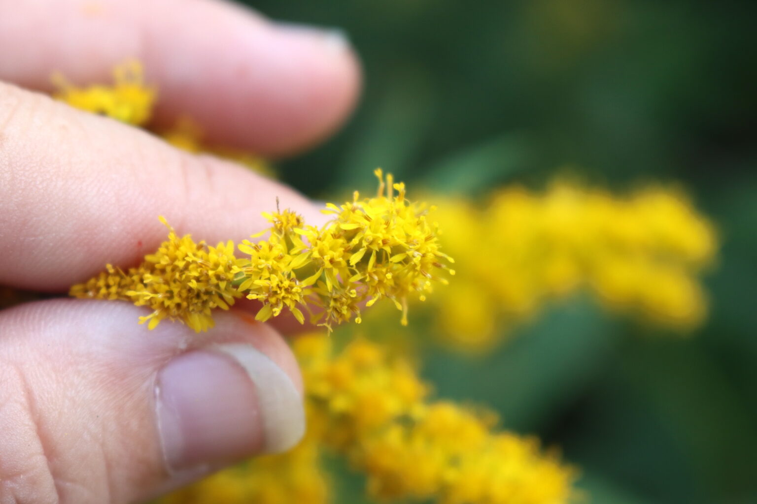 Goldenrod Flowers