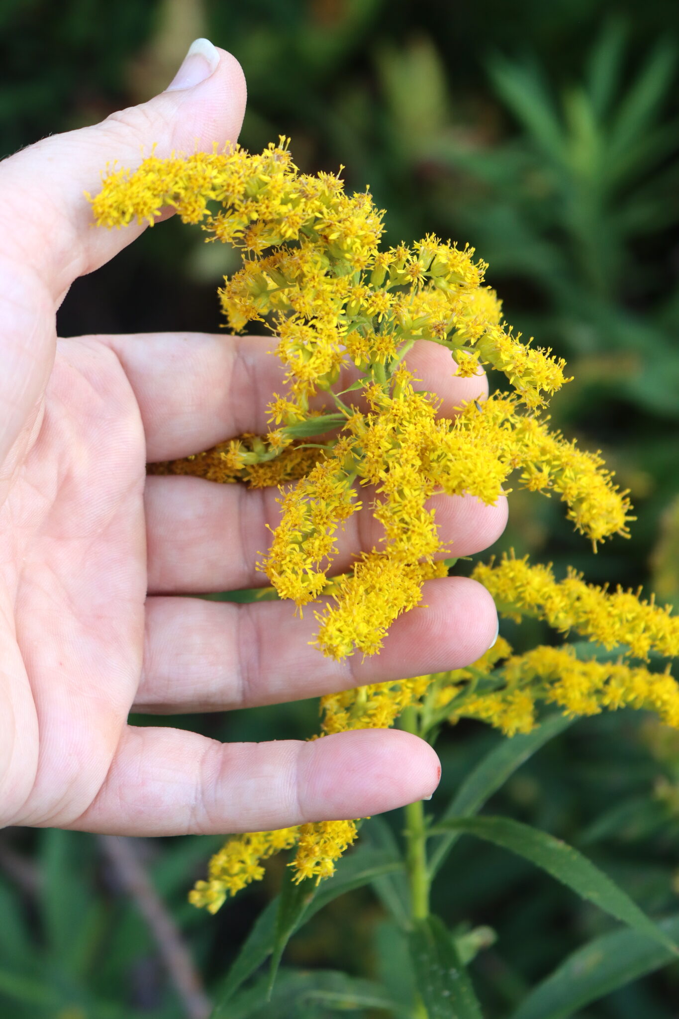 Goldenrod Flowers